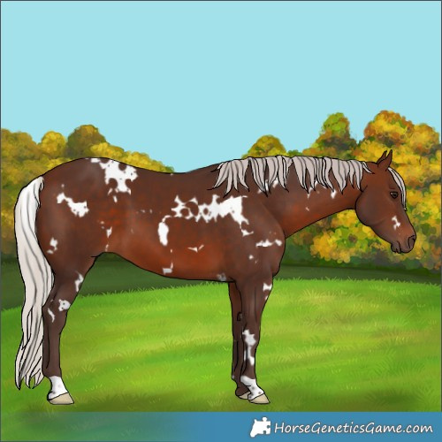 Horse Color:White Spotted Silver Brown 