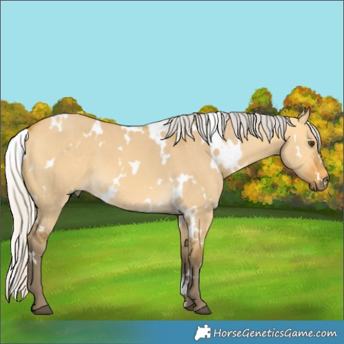 Horse Color:White Spotted Silver Buckskin Dun 