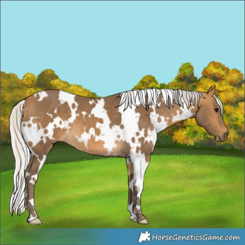 Horse Color:White Spotted Silver Buckskin 