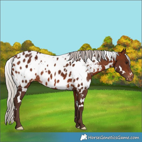 Horse Color:White Spotted Silver Brown Appaloosa