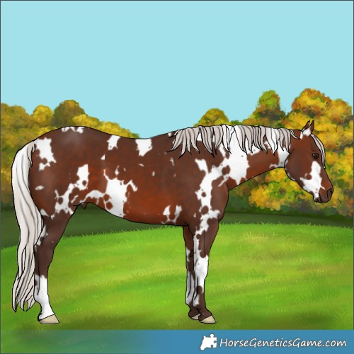 Horse Color:White Spotted Silver Brown 