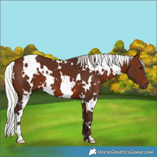 Horse Color:White Spotted Silver Bay