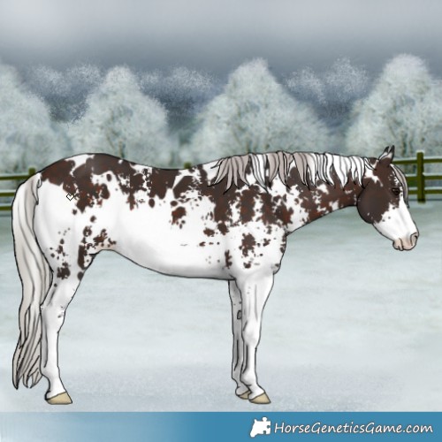 Horse Color:White Spotted Silver Brown Sabino 