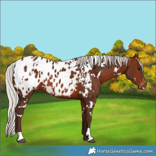 Horse Color:White Spotted Silver Bay Appaloosa 