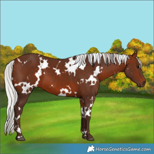 Horse Color:White Spotted Silver Brown 