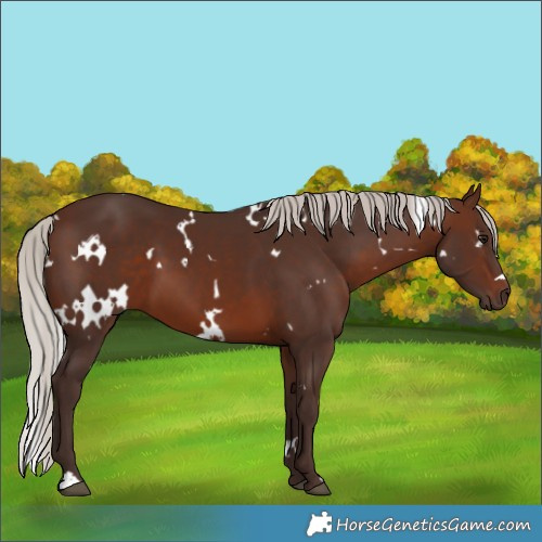 Horse Color:White Spotted Silver Brown 