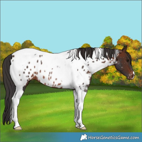 Horse Color:Brown Tobiano Appaloosa Rabicano 