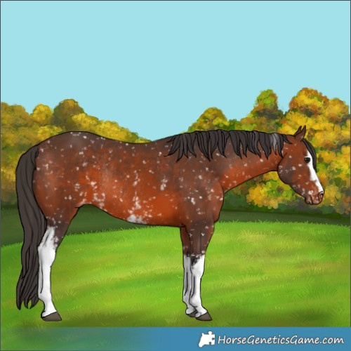 Horse Color:White Spotted Brown Appaloosa Rabicano