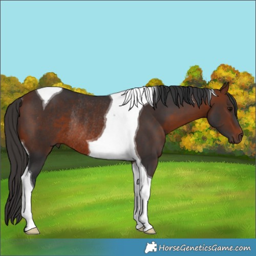 Horse Color:Bay Tobiano Rabicano 