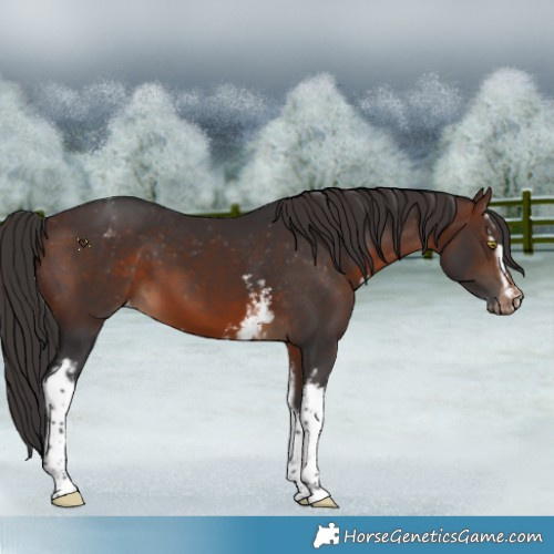 Horse Color:White Spotted Brown Appaloosa