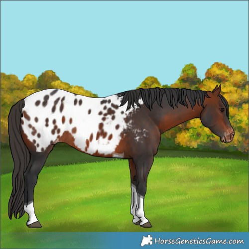 Horse Color:Bay Tobiano Appaloosa Rabicano 