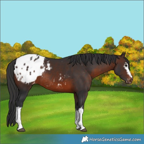 Horse Color:White Spotted Brown Appaloosa Rabicano 