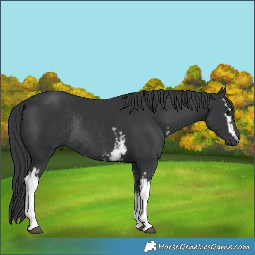 Horse Color:White Spotted Black Rabicano 