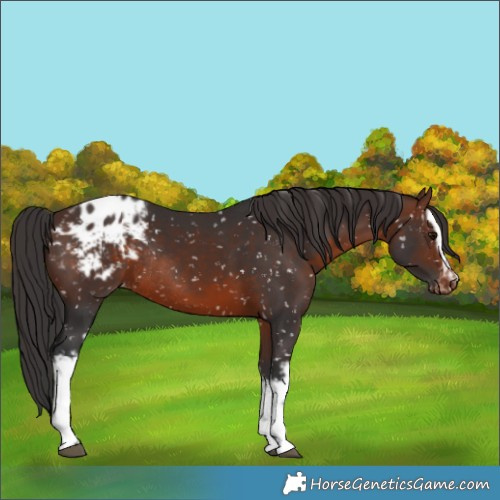 Horse Color:White Spotted Brown Appaloosa Rabicano 