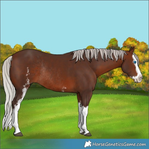Horse Color:White Spotted Silver Brown Splash Rabicano 