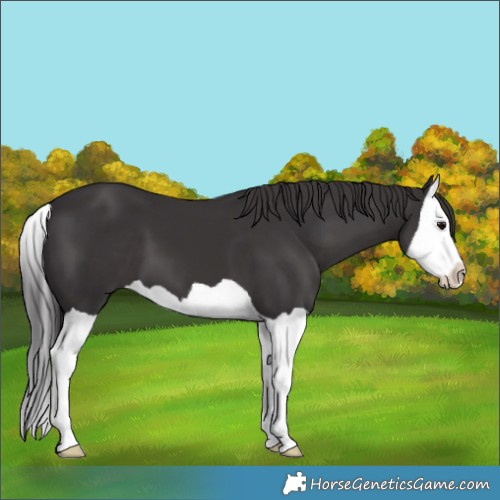 Horse Color:Smoky Black Splash 