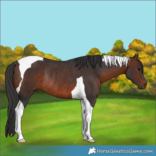Horse Color:Brown Tobiano Rabicano