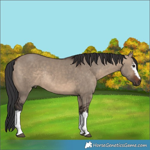 Horse Color:White Spotted Brown Dun Rabicano 