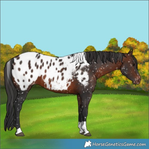 Horse Color:Brown Tobiano Appaloosa 