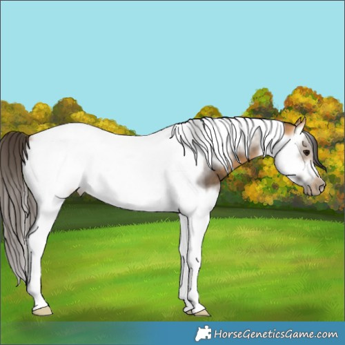 Horse Color:Buckskin Splash Tobiano Frame 