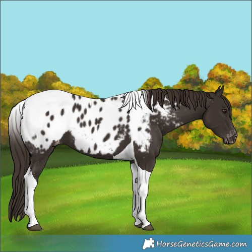 Horse Color:Liver Chestnut Tobiano Appaloosa 
