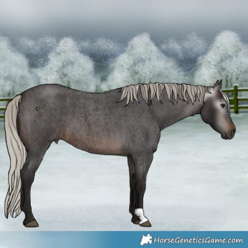 Horse Color:Gray Silver Brown Roan 