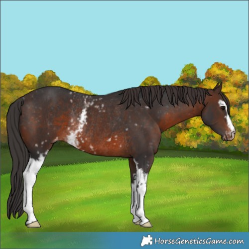 Horse Color:White Spotted Brown Appaloosa Rabicano 