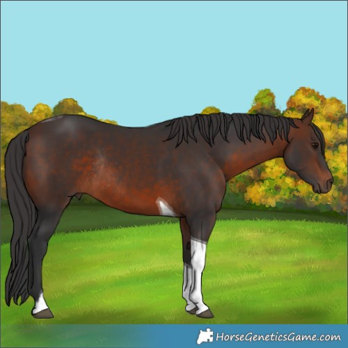 Horse Color:Brown Tobiano Rabicano 