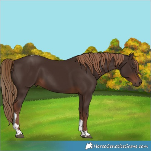 Horse Color:Liver Chestnut Tobiano 