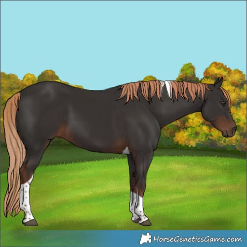 Horse Color:Liver Chestnut Tobiano 