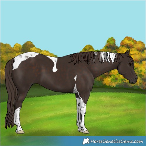 Horse Color:Liver Chestnut Tobiano 