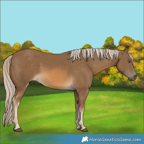 Horse Color:Chocolate Palomino