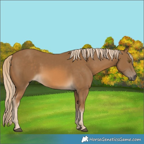Horse Color:Chocolate Palomino 