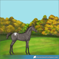 Horse Color:Smoky Grullo Appaloosa  and Smoky Grullo Appaloosa 