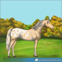 Horse Color:Palomino Dun Appaloosa 