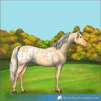 Horse Color:Palomino Dun Appaloosa 