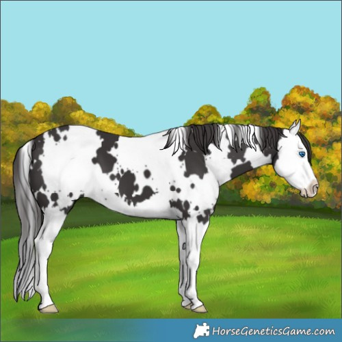 Horse Color:White Spotted Smoky Black Splash 