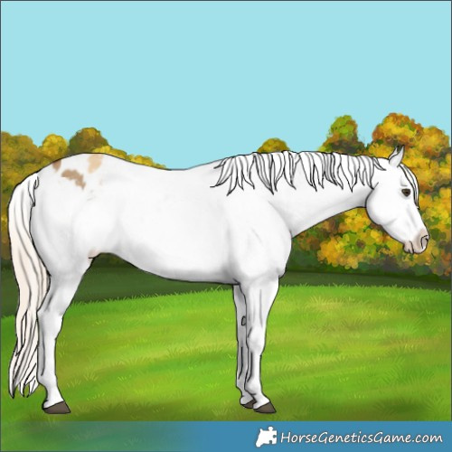 Horse Color:Chocolate Palomino Dun Appaloosa  and Palomino Dun Appaloosa 