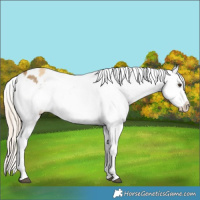 Horse Color:Chocolate Palomino Dun Snowflake Varnish  and Palomino Dun Snowflake Varnish 
