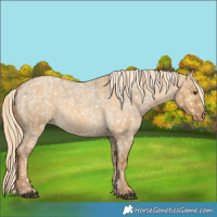 Horse Color:Chocolate Palomino Roan Dun Appaloosa  and Palomino Roan Dun Appaloosa 