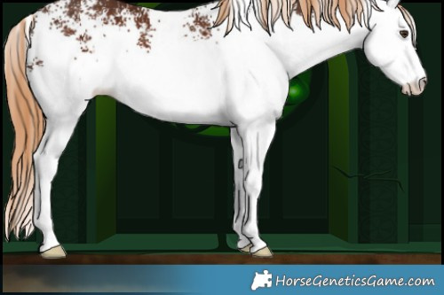 Horse Color:White Spotted Liver Chestnut 