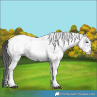 Horse Color:White Spotted Black Appaloosa 