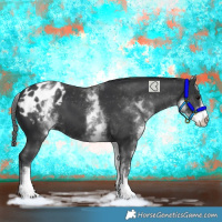 Horse Color:White Spotted Black Appaloosa