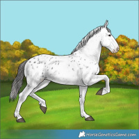 Horse Color:White Spotted Black Leopard 
