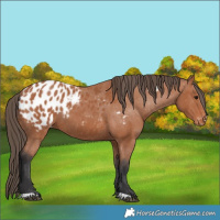 Horse Color:Bay Appaloosa 