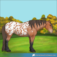 Horse Color:Bay Appaloosa 
