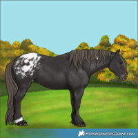 Horse Color:Smoky Black Appaloosa 