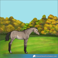Horse Color:Brown Dun Sabino 