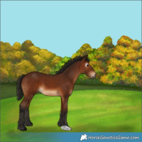 Horse Color:Gray Bay 