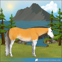 Horse Color:Buckskin Splash 